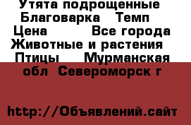 Утята подрощенные “Благоварка“,“Темп“ › Цена ­ 100 - Все города Животные и растения » Птицы   . Мурманская обл.,Североморск г.